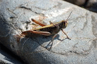 �E�F�u �A�j���[�^�[