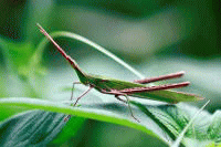 �E�F�u �A�j���[�^�[