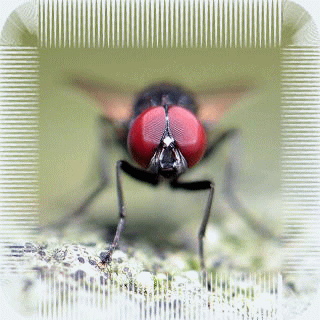 �E�F�u �A�j���[�^�[