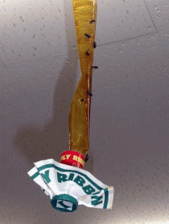 �E�F�u �A�j���[�^�[