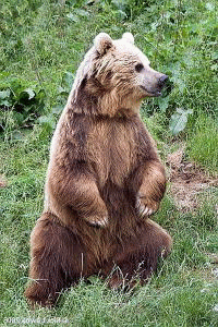 �E�F�u �A�j���[�^�[