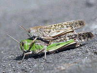 �E�F�u �A�j���[�^�[