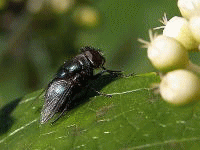 �E�F�u �A�j���[�^�[