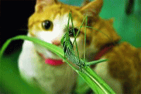 �E�F�u �A�j���[�^�[