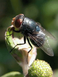 �E�F�u �A�j���[�^�[