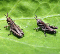 �E�F�u �A�j���[�^�[