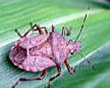 �E�F�u �A�j���[�^�[