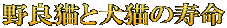 野良猫と犬猫の寿命