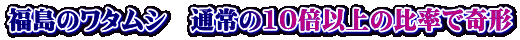 福島のワタムシ　通常の10倍以上の比率で奇形 
