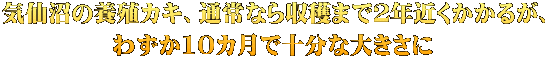 気仙沼の養殖カキ、通常なら収穫まで２年近くかかるが、 わずか10カ月で十分な大きさに