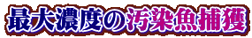 最大濃度の汚染魚捕獲